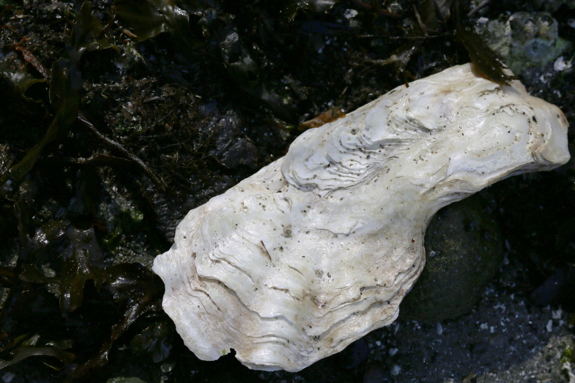 Above: A Pacific oyster - Crassostrea gigas. 