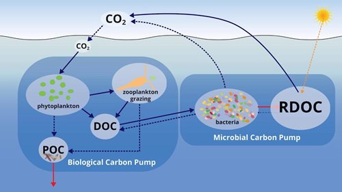 Microbial Carbon Pump in a changing ocean: building models for the future