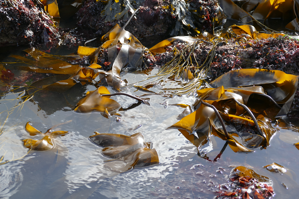 Seaweed on shoreline
