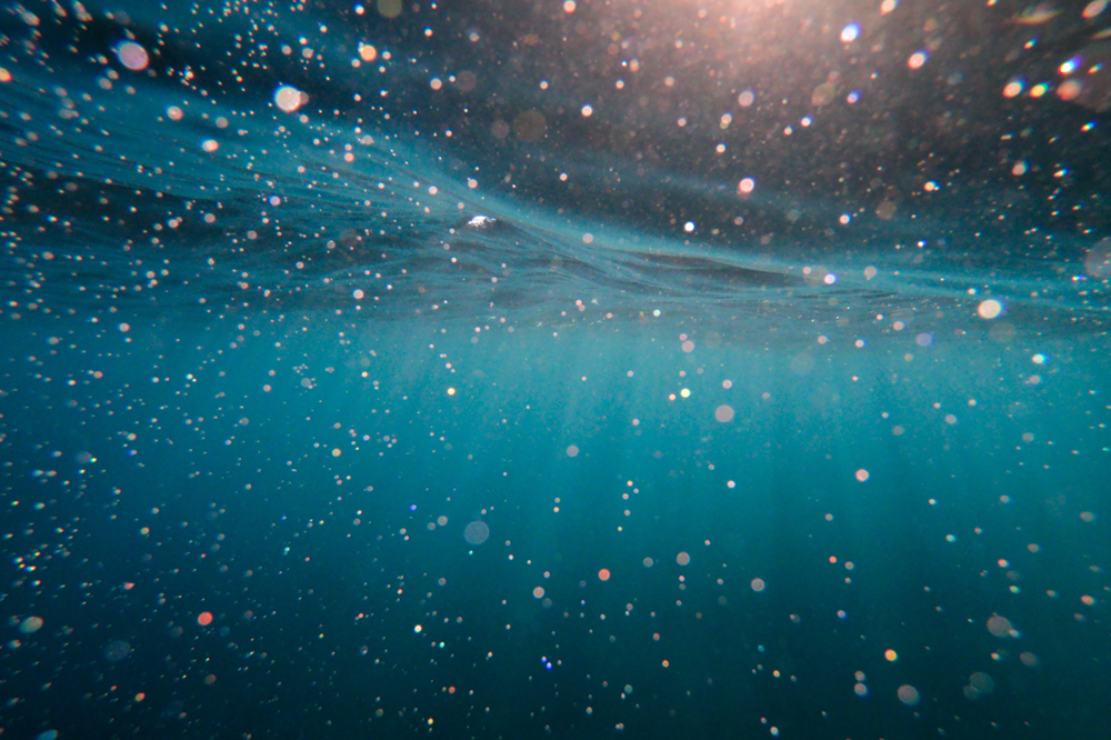 Image of small floating objects underwater