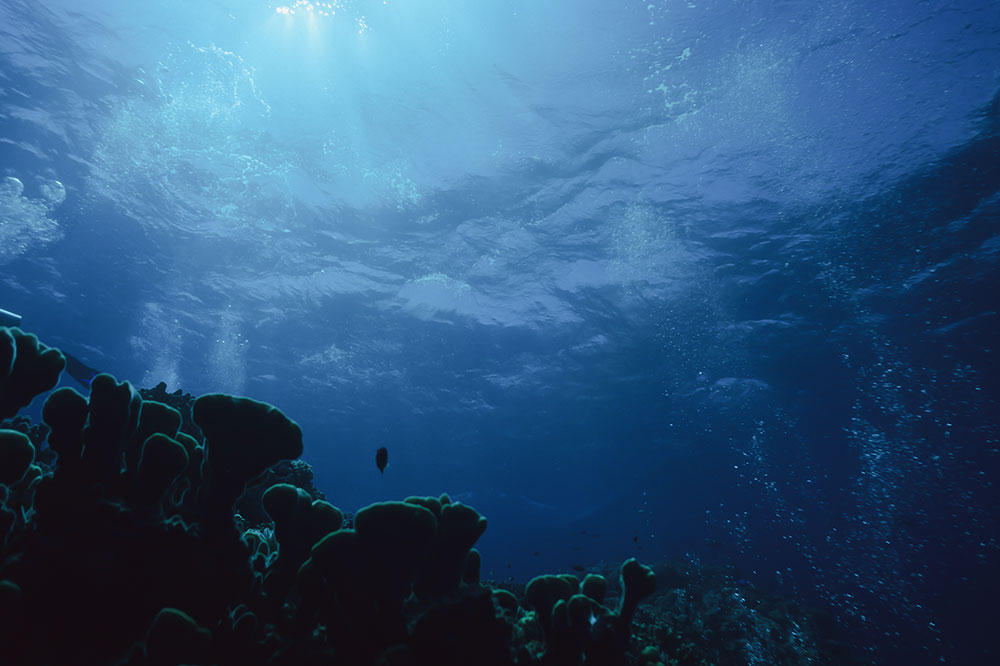 Underwater shot of coral and sea surface in the background