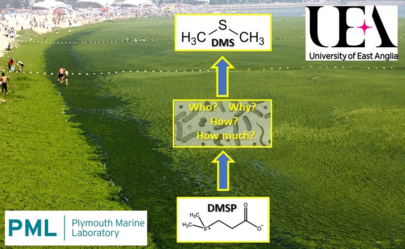 Figure showing UEA and PML logo with large seaweed tide photo of beach and scientific formula's edited on top