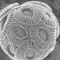 Coccolithophore. Alison R. Taylor (University of North Carolina Wilmington Microscopy Facility) CC BY 2.5