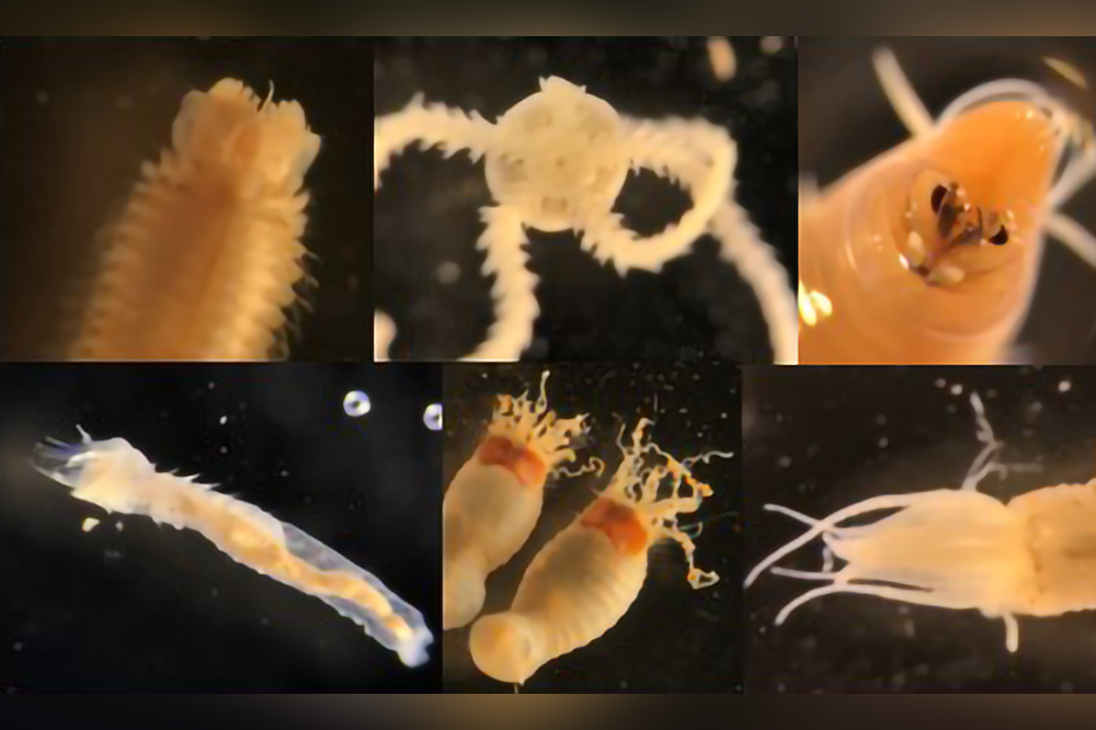 Sediment-dwelling animals under microscope