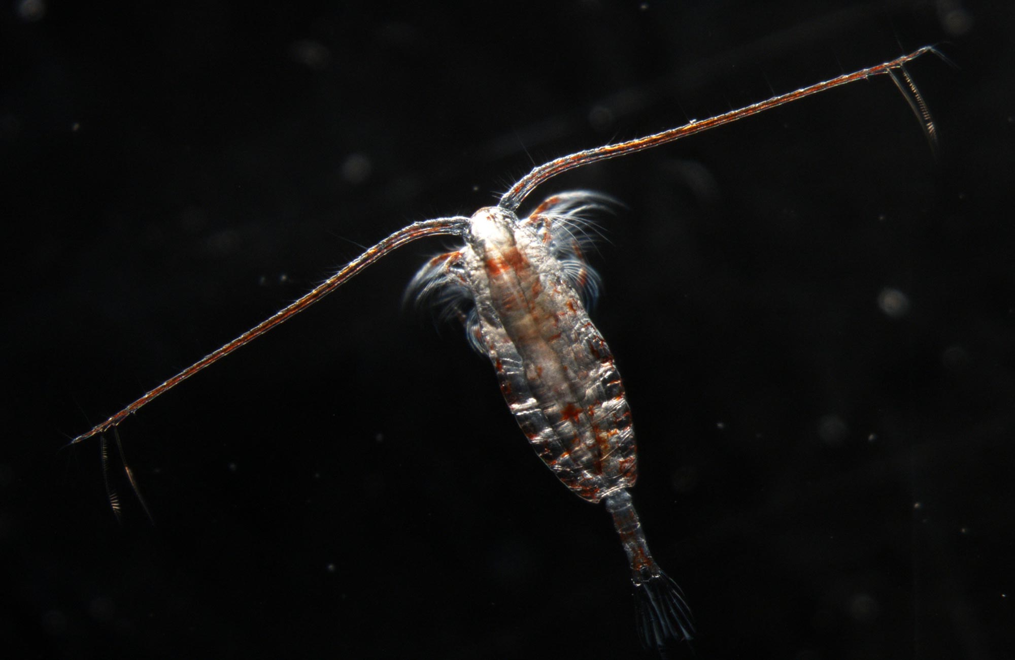 Microscopic image of a copepod on a black background