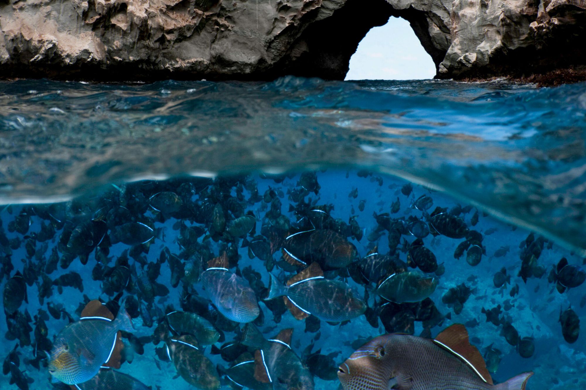 Above: Black triggerfish swimming around Boatswain Bird Island near Ascension Island. The seas around the remote Ascension Island, situated in the equatorial Atlantic Ocean, have been protected from fishing and deep-sea mining since 2019 and it is the 8th largest marine protected area (MPA) in the ocean. Despite efforts to safeguard this marine area, computer models forecast a worrying future for the area if the rate of climate change continues, even in low emission scenarios.      