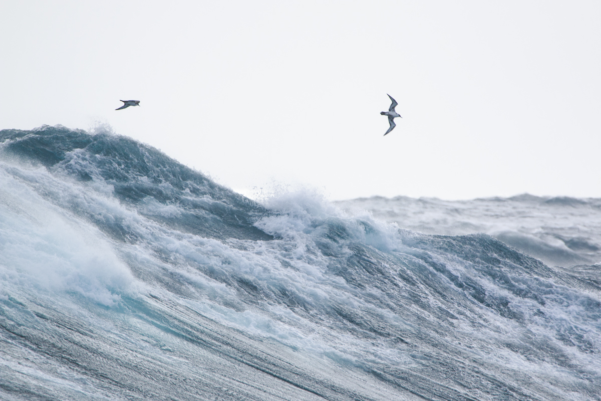 Waves at sea with seabirds