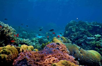 Underwater view of fish and coral