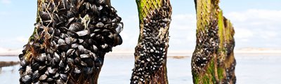 Mussels on poles at an aquaculture farm