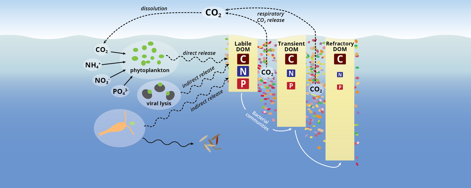 Diagram of microbial carbon pump