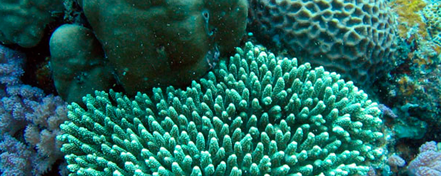 Coral under water