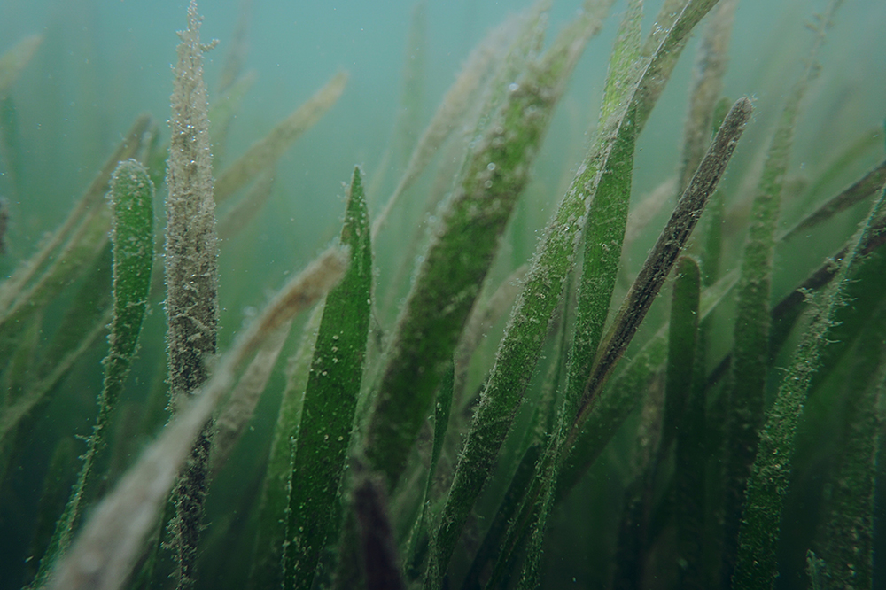 Seagrass image courtesy of Unsplash | The Tampa Bay Estuary Program