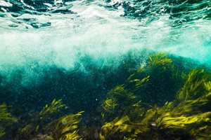 Underwater image showing seaweed and bubbles under waves from rough seas