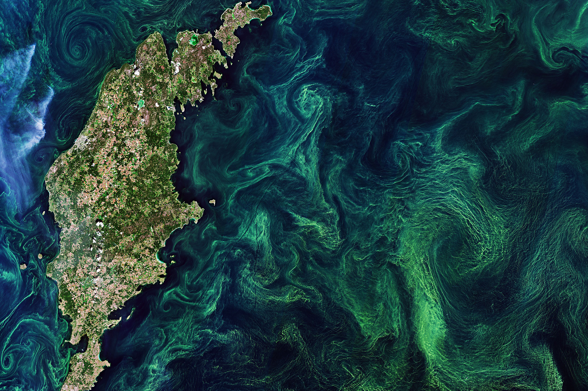 This Copernicus Sentinel-2 image captured in July 2019 shows spectacular algal blooms in the Baltic Sea, near the island of Gotland (Credit: ©contains modified Copernicus Sentinel data (2019), processed by ESA, CC BY-SA 3.0 IGO)