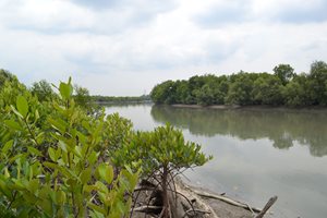 A photo of some mangroves