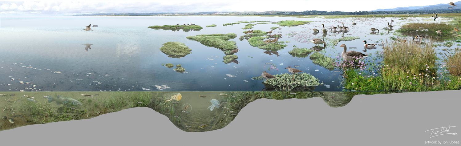 Panoramic illustration of a saltmarsh at high tide