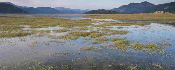Photo of trees at a salt marsh
