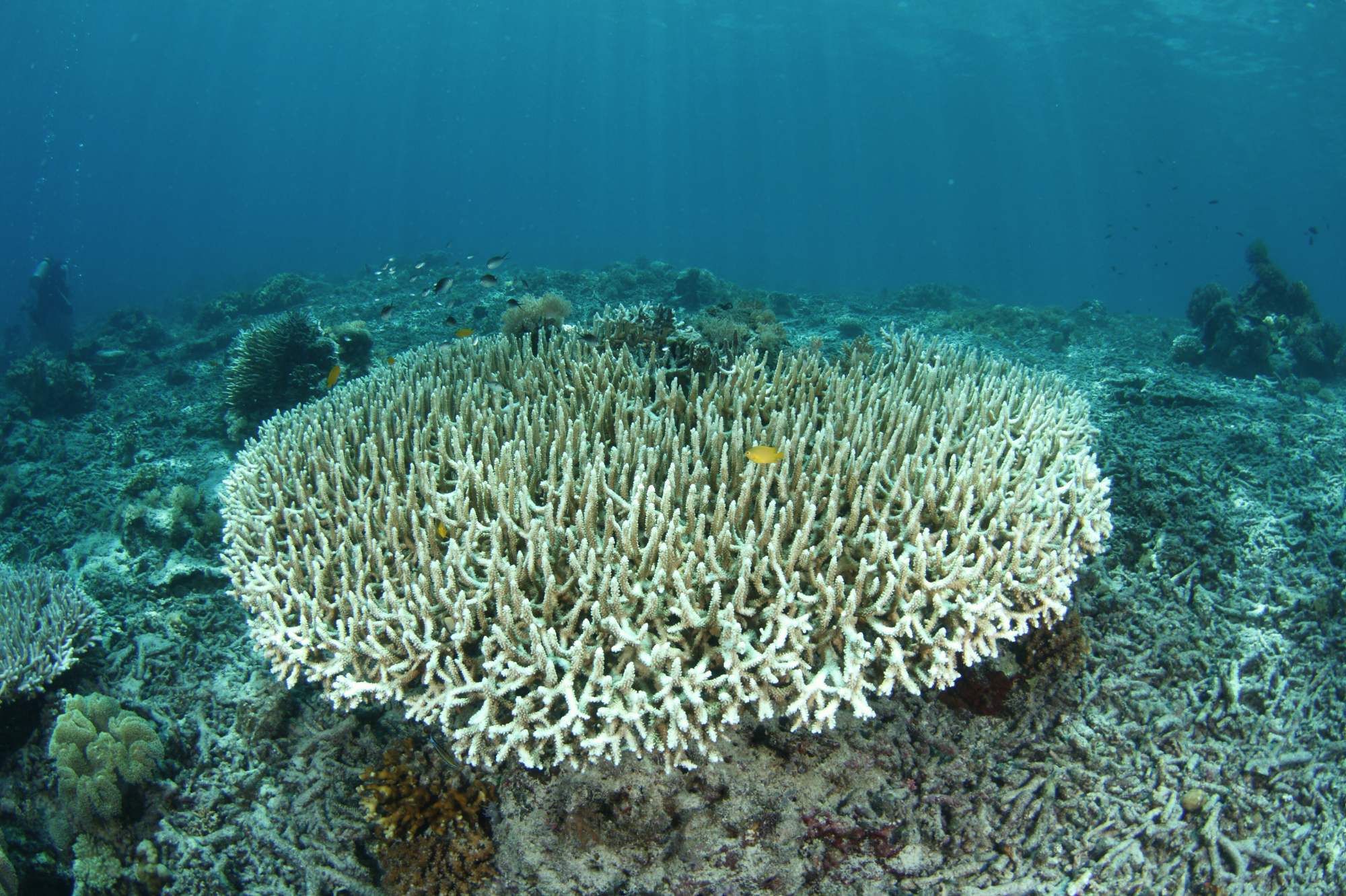 Monitoring and restoring disturbed biological system