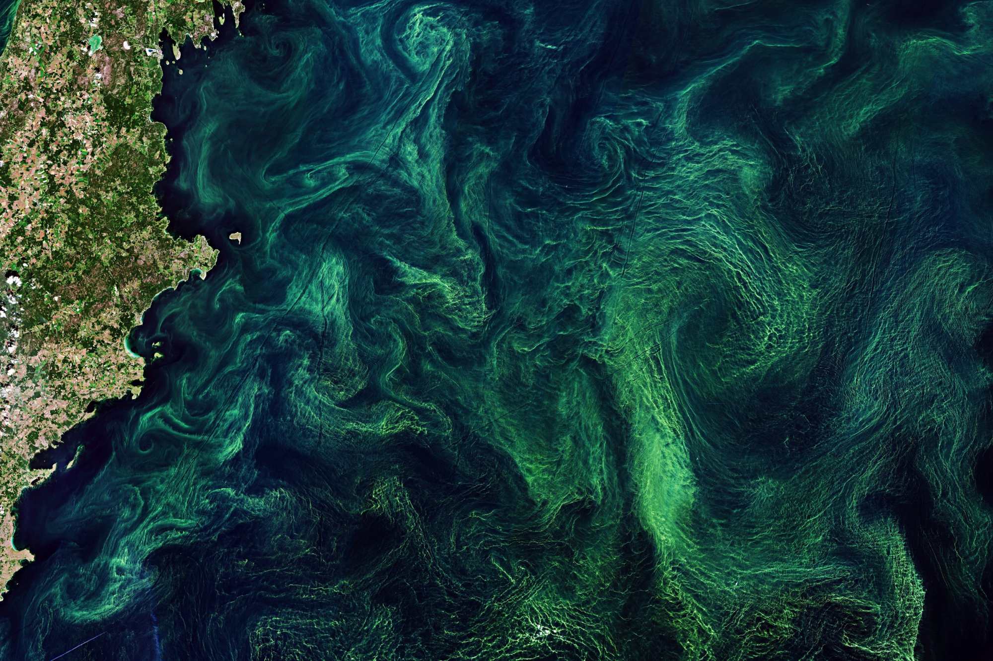 Algal Bloom contains modified Copernicus Sentinel data (2019), processed by ESA