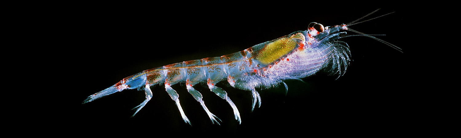 Krill under the microscope