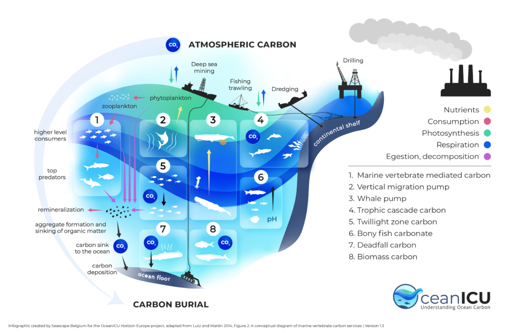 Infographic_OceanICU_Infographic_global_carbon_cycle_1-3-1-e1680185577859-1024x665.png