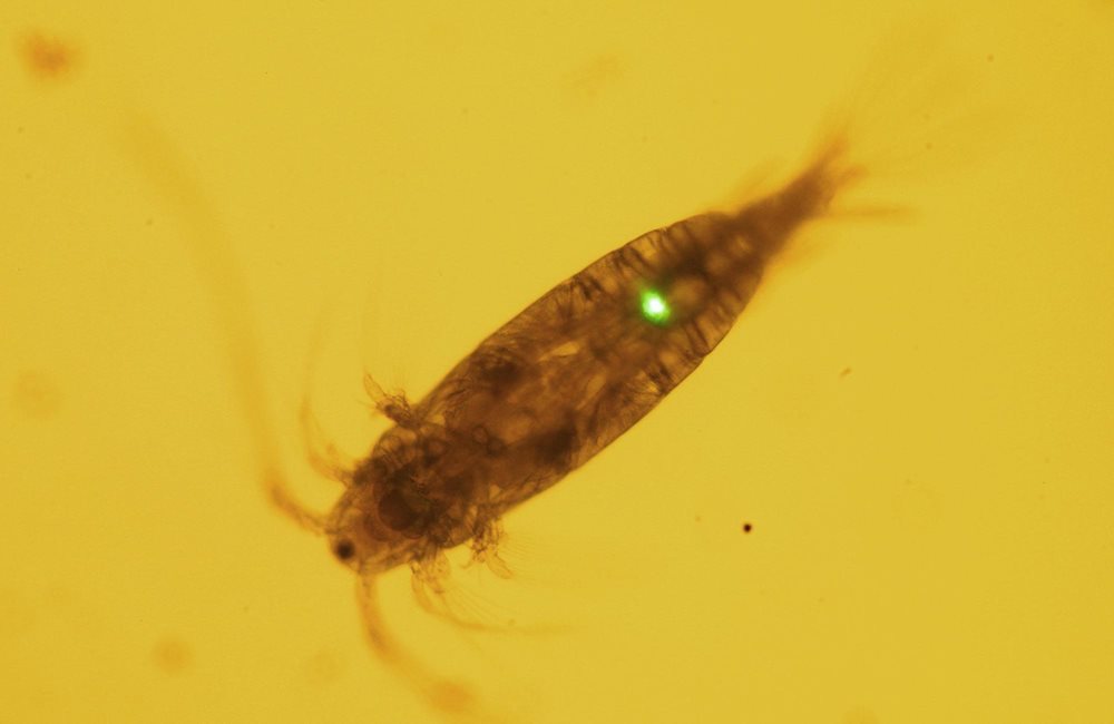 Article This microscopic image of a copepod zooplankton highlights how even the smallest of marine life can be affected by microplastics in the ocean. The glowing green dot shows a piece of microplastic working its way through its digestive system.