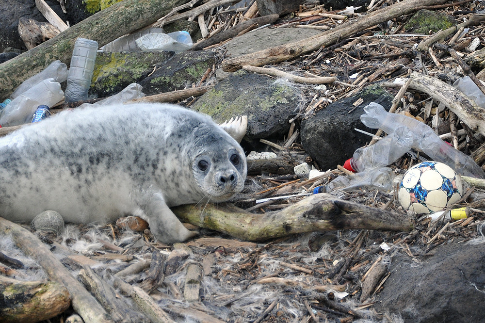 A grey seal surrounded by plastic litter