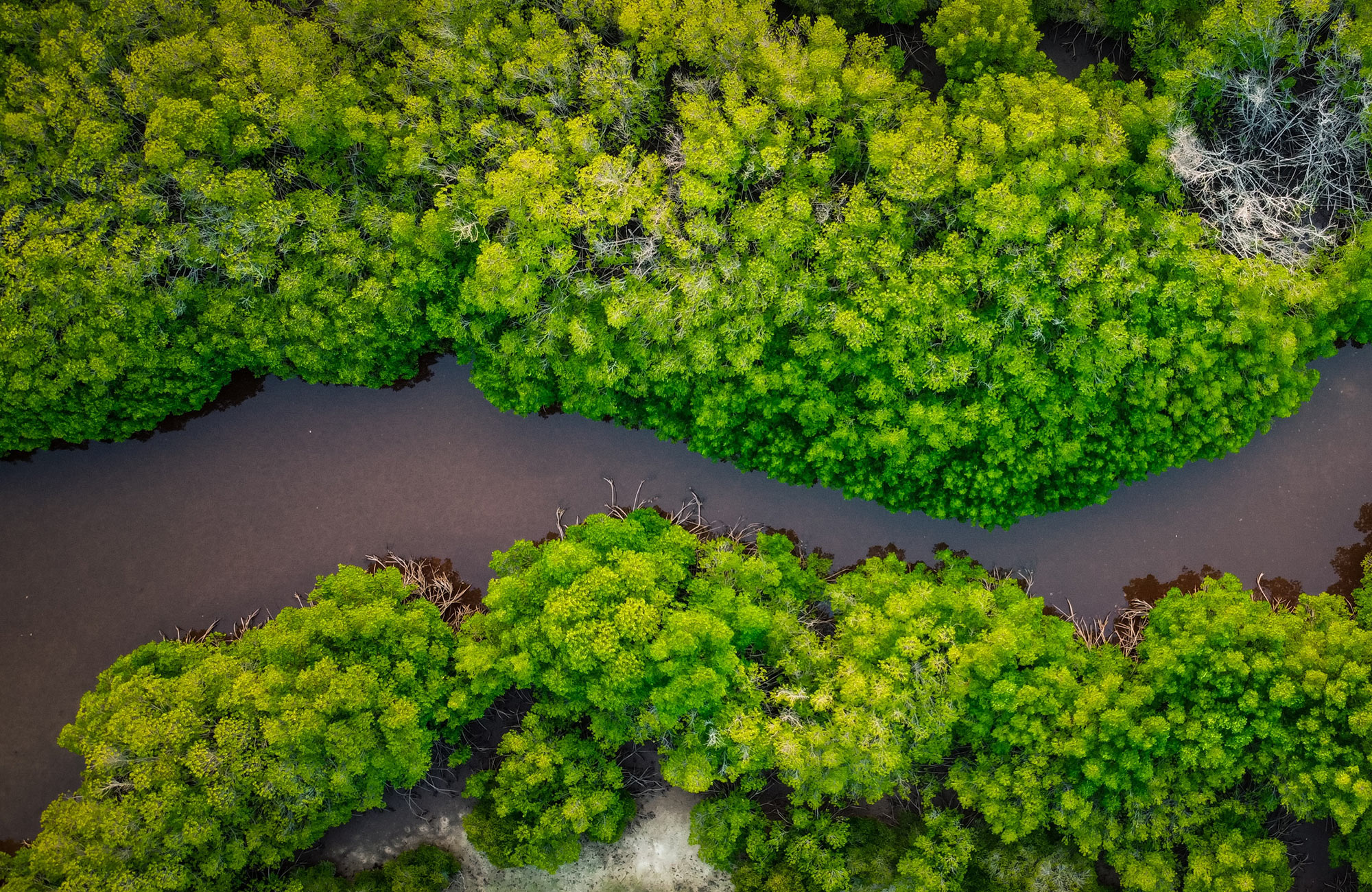 Aerial view of mangroves