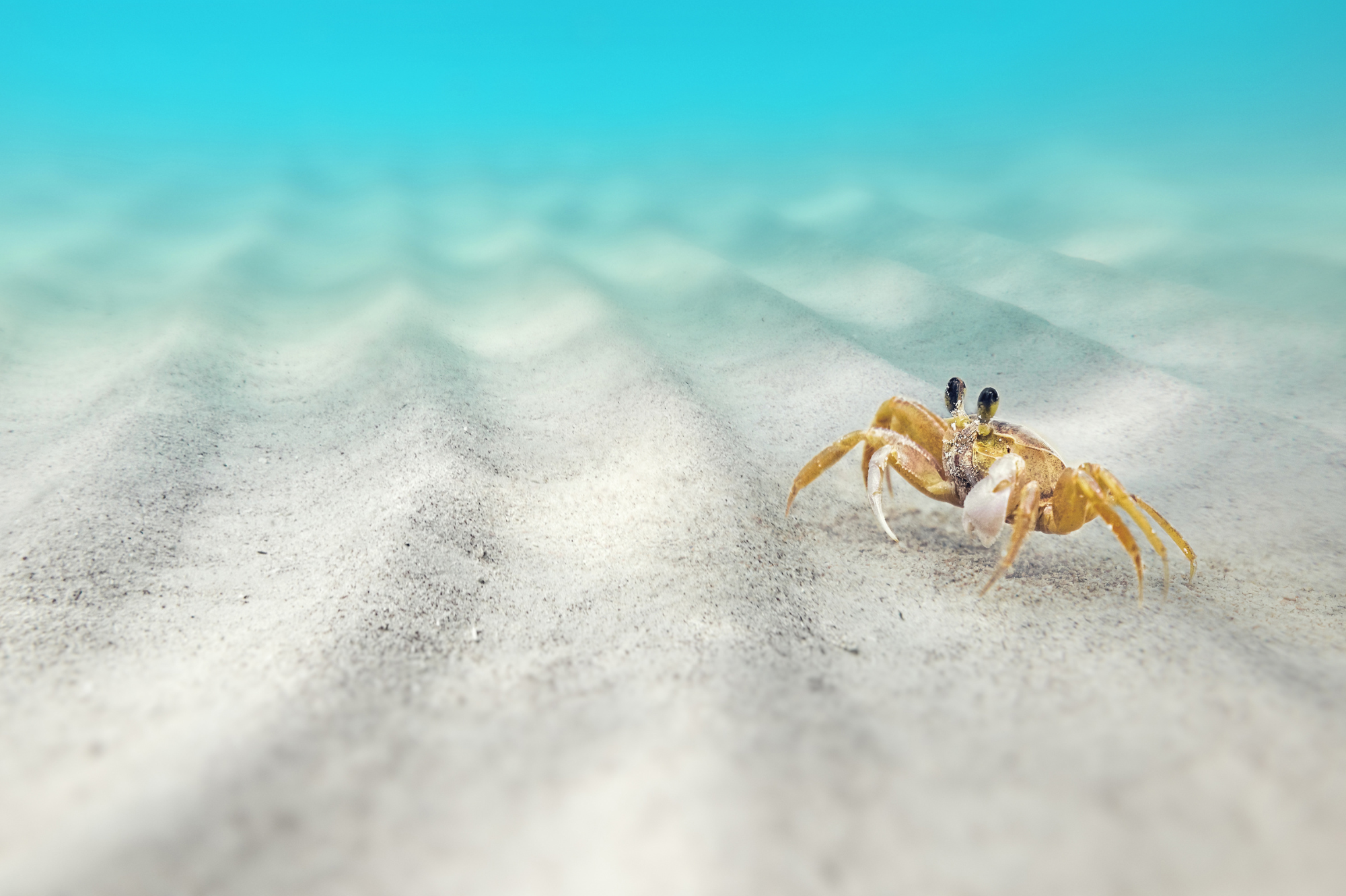 A small crab on the sea floor.