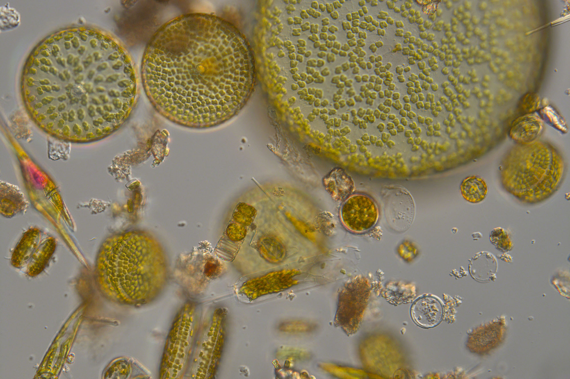 Phytoplankton by Claire Widdicombe