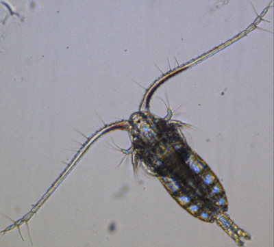 ZooPlankton.png