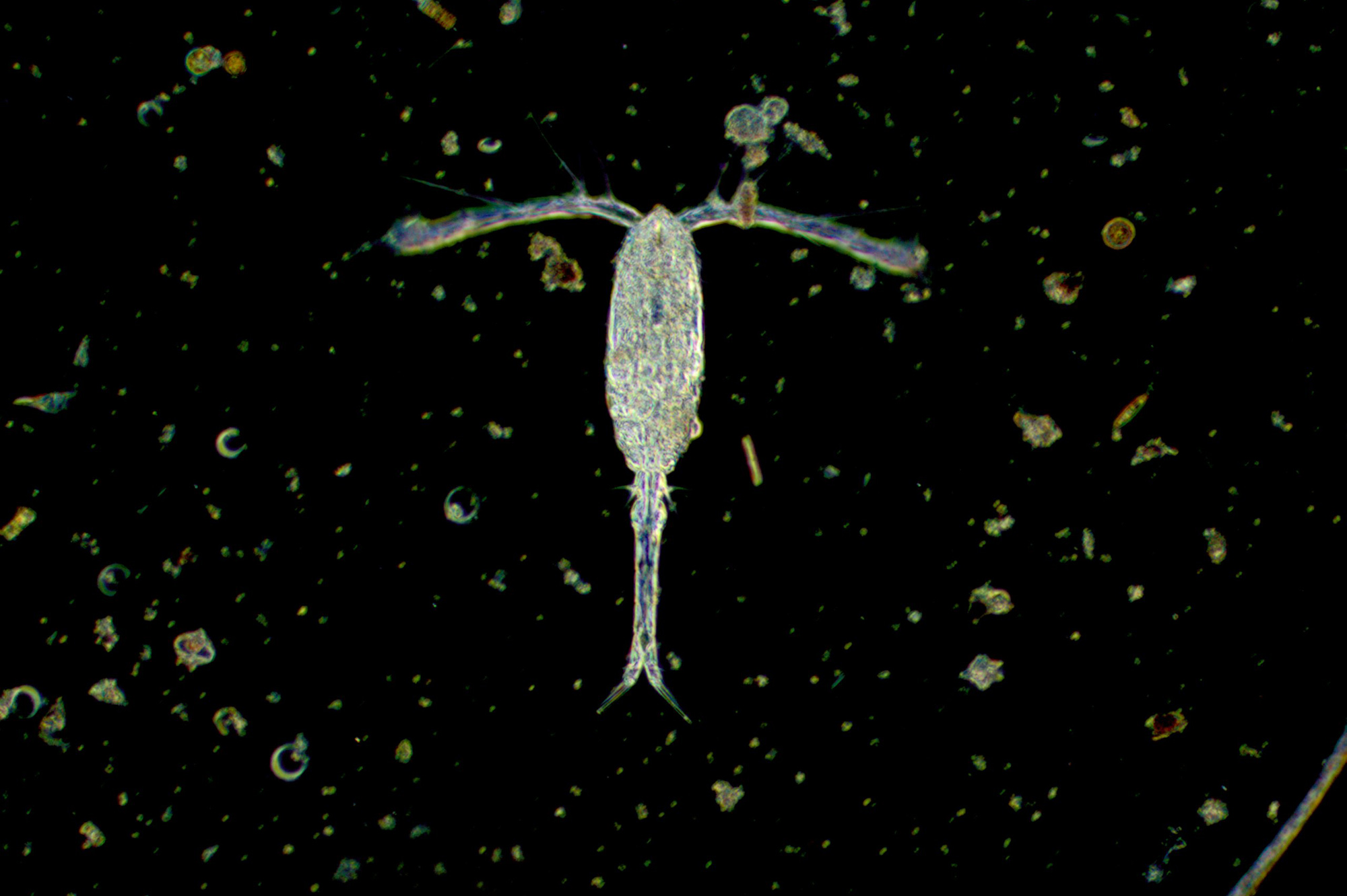 Zooplankton. Image: Claire Widdicombe 