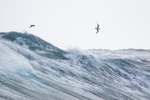 Waves at sea with seabirds