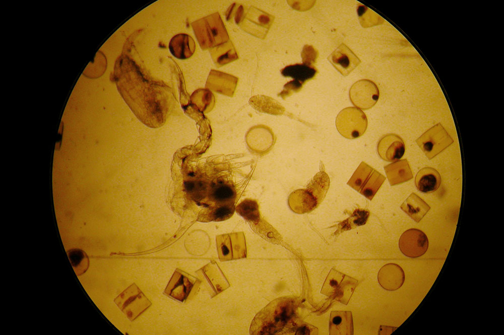 Microscopic image of a variety of plankton