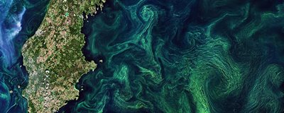 Satellite image of an Algal Bloom in the baltic sea