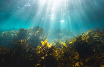 Underwater view of light rays and seaweed