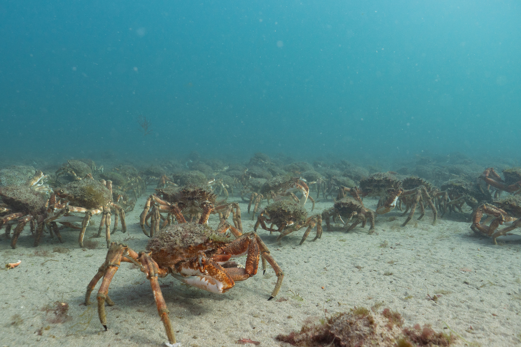 A cast of spider crabs on the seabed