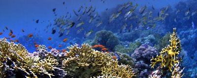 Underwater scene, western Indian Ocean, courtesy of Dreamstime